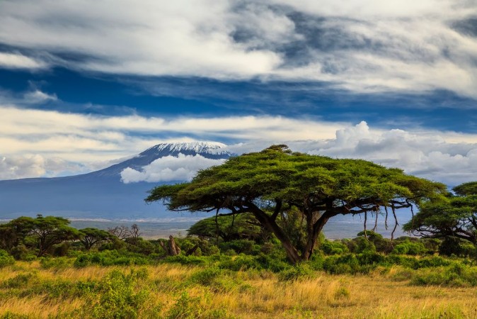 Bild på Beautiful African landscape on the background of Kilimanjaro Ke
