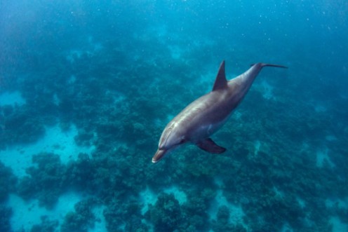 Dolphin and Coral photowallpaper Scandiwall