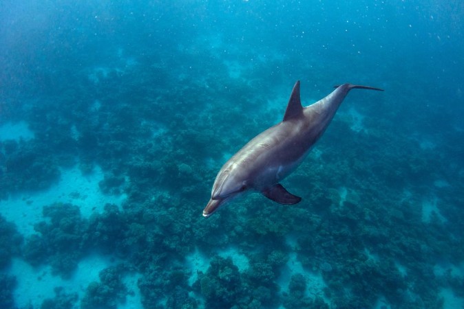 Dolphin and Coral photowallpaper Scandiwall