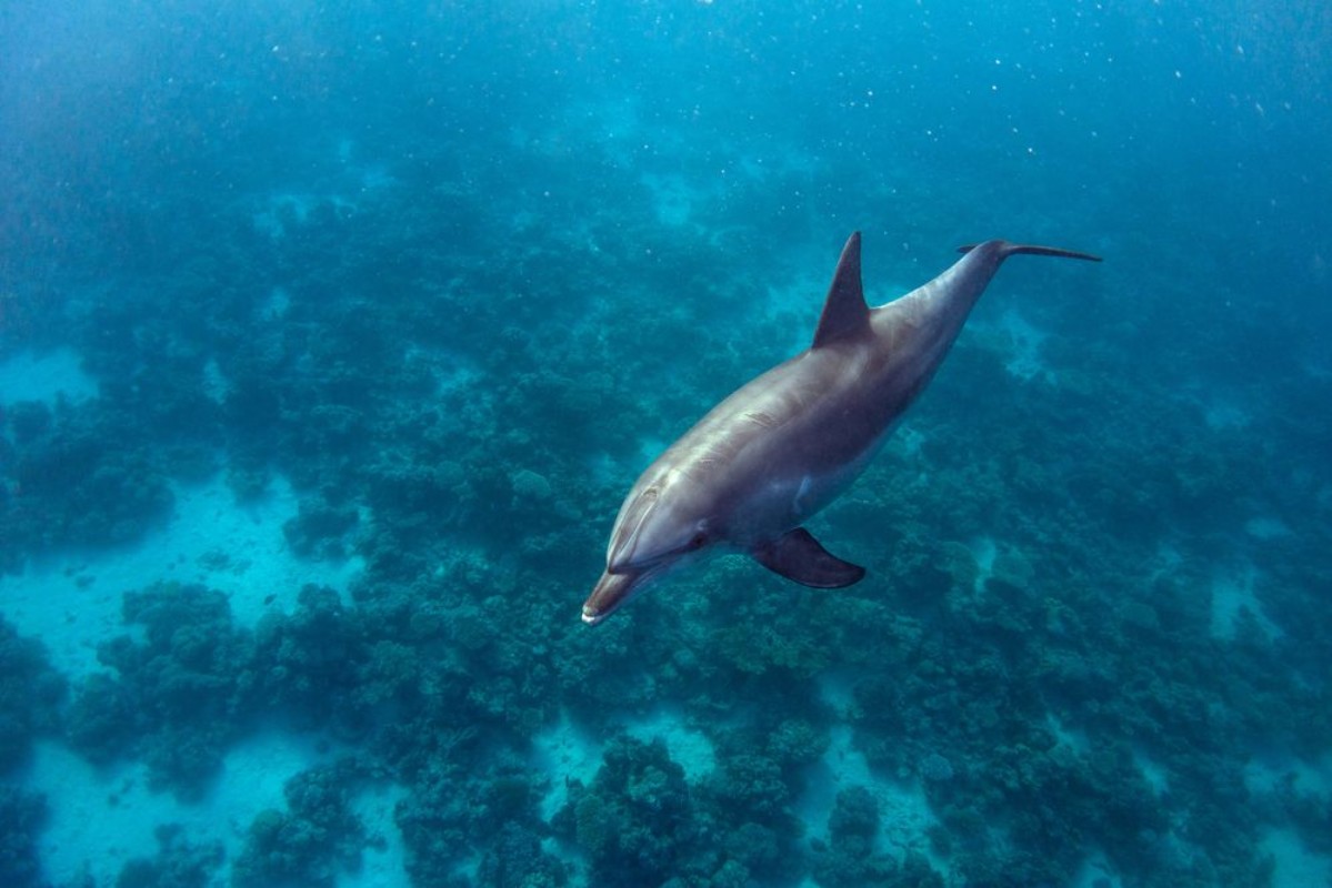 Bild von Dolphin and Coral