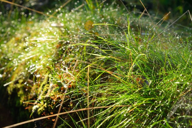 Bild på Fresh grass with dew drops