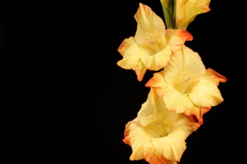 Bild på Flowers  Giadiola
