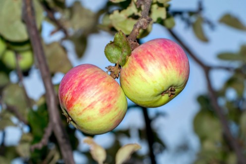 Afbeeldingen van Apples on the branches