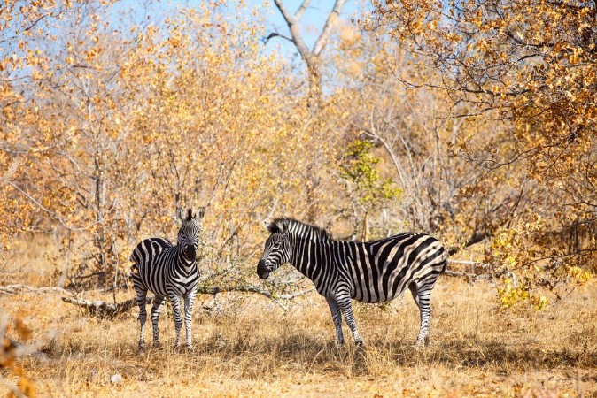 Afbeeldingen van Zebras in safari park