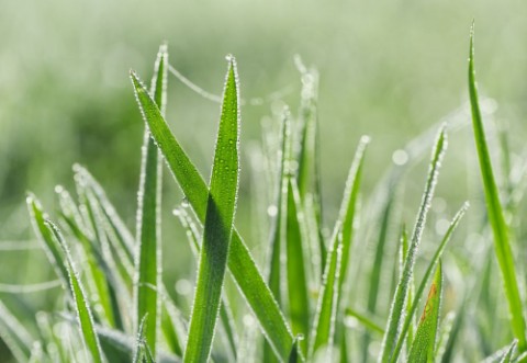 Picture of Grass and dew drops