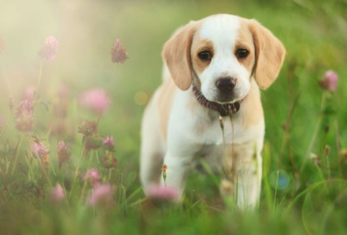 Picture of Cute beagle dog puppy