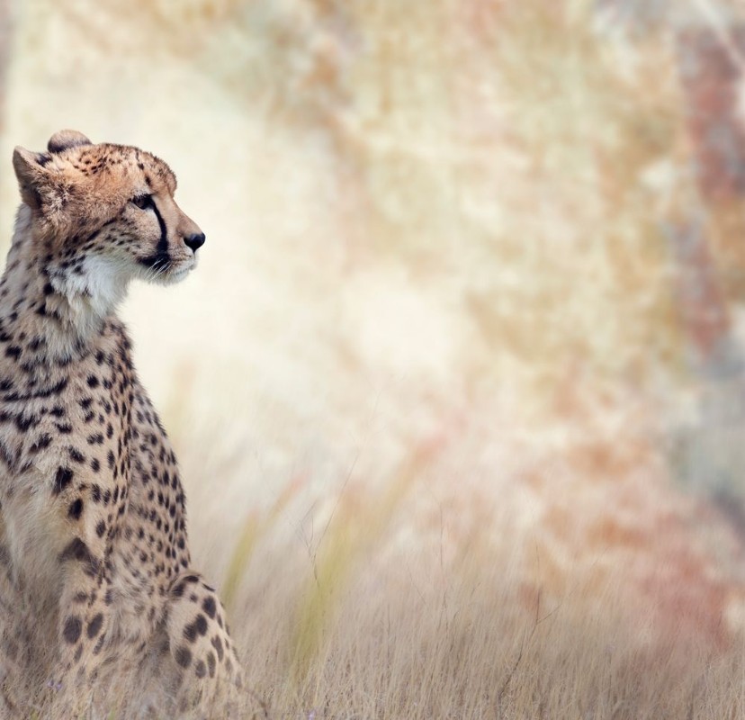 Bild på Wild Cheetah