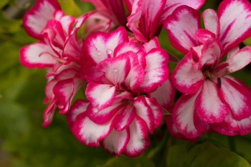 Bild på Pink and White Flowers