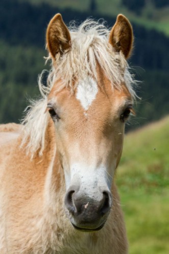 Image de Haflinger foal South Tyrol Italy