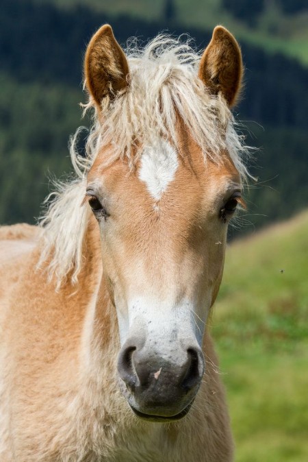 Afbeeldingen van Haflinger foal South Tyrol Italy