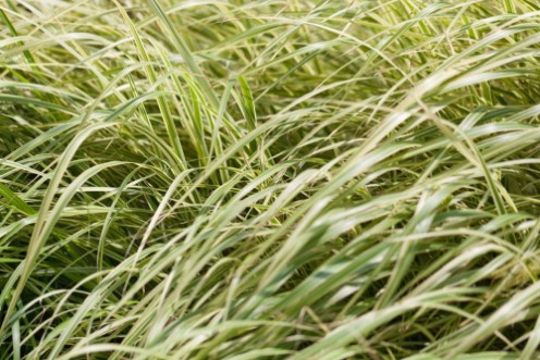 Bild på A meadow full of green tall grass