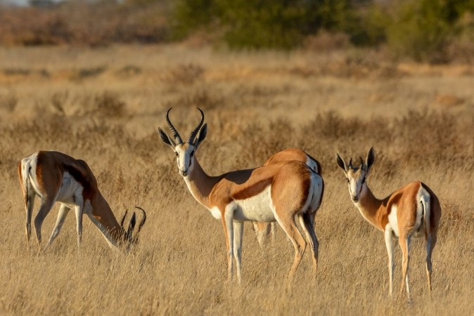 Bild på Springbok Antidorcas marsupialis herd Central Kalahari Game Reserve Botswana