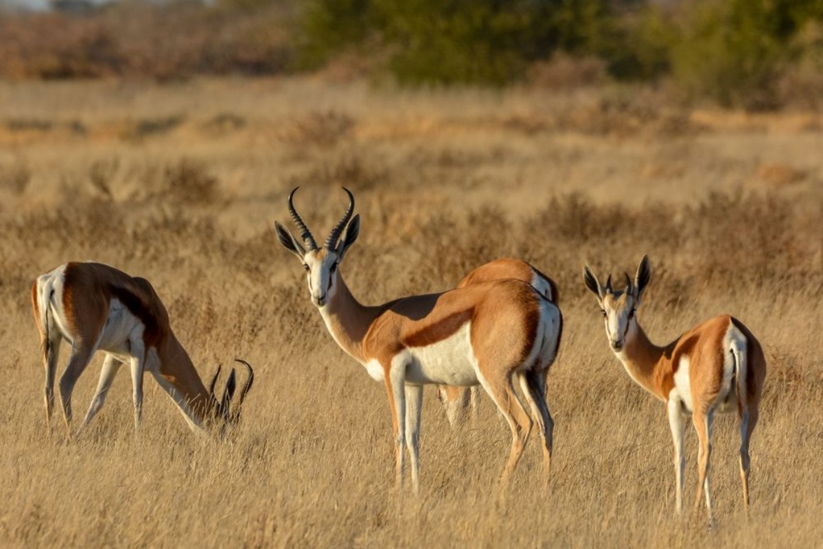 Afbeeldingen van Springbok Antidorcas marsupialis herd Central Kalahari Game Reserve Botswana