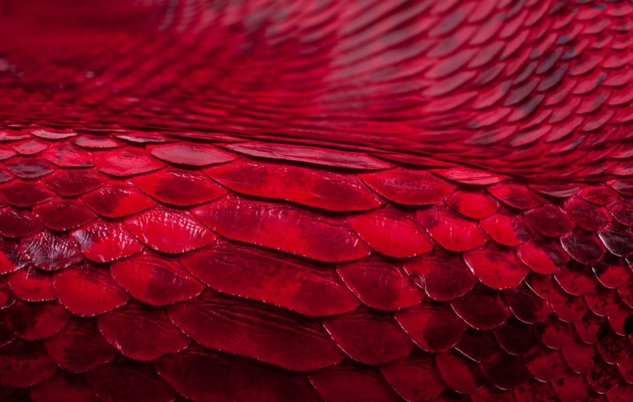 Image de Python snakeskin leather background snake skin texture animal reptile