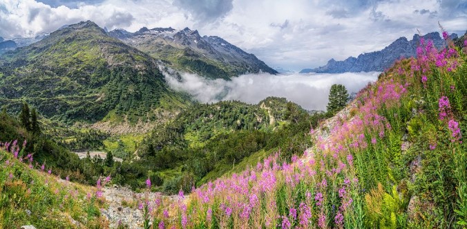 Afbeeldingen van Beautiful alpine panorama with snow-capped mountain tops and blooming flowers