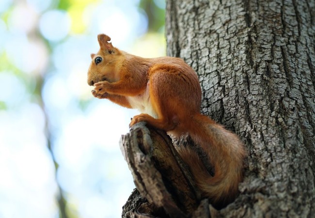 Afbeeldingen van Red squirrel on tree