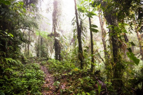 Bild på Trail through cloud forest
