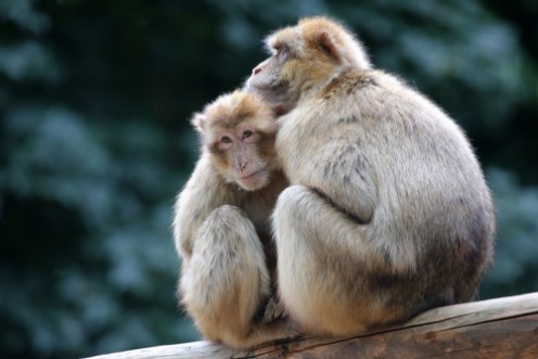 Picture of Berber Monkeys