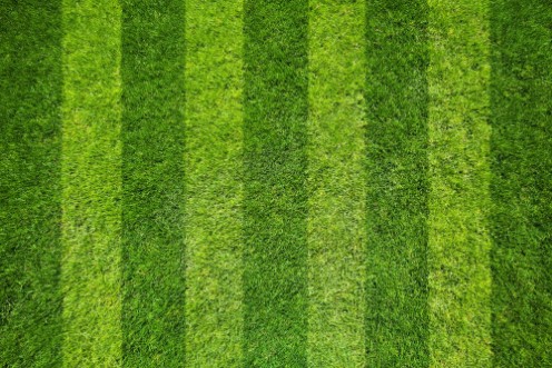 Bild på Grass