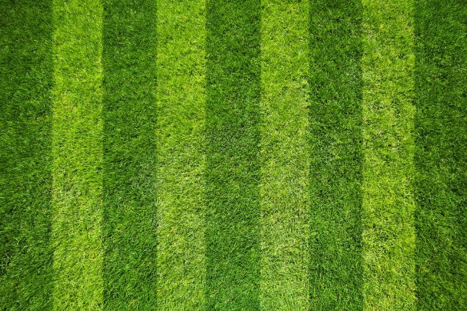 Bild på Grass