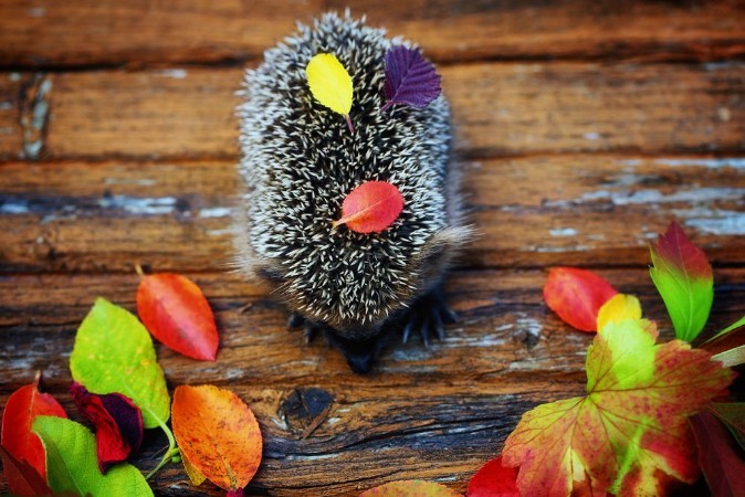Picture of Hedgehog on the old wooden background in grunge style with autumn leaves rural retro style