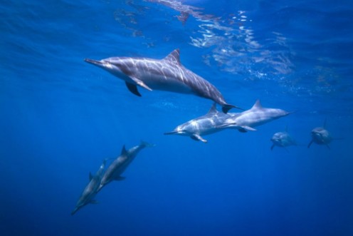 Dolphin Pod photowallpaper Scandiwall