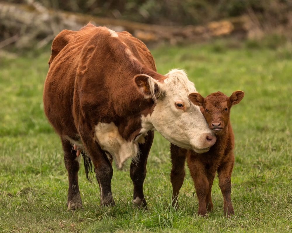 Afbeeldingen van Momma Cow and Calf