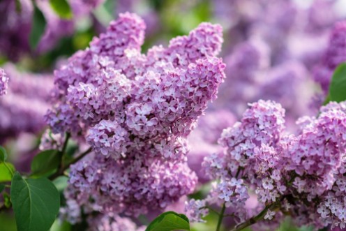 Afbeeldingen van Green branch with spring lilac flowers