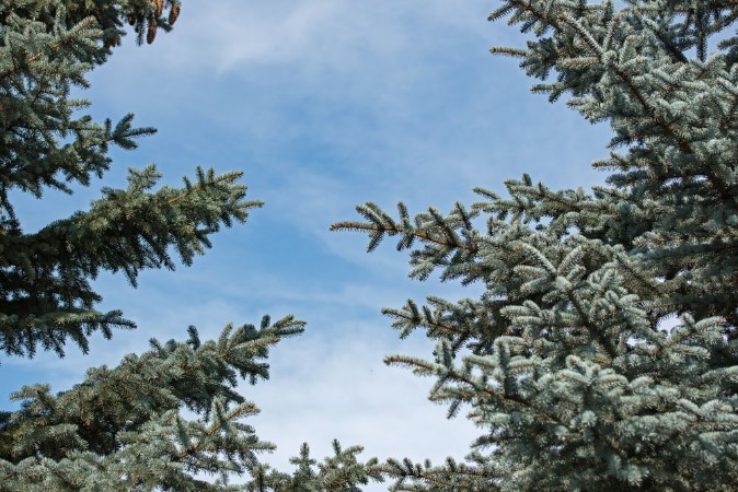 Afbeeldingen van Spruce branches form a beautiful frame