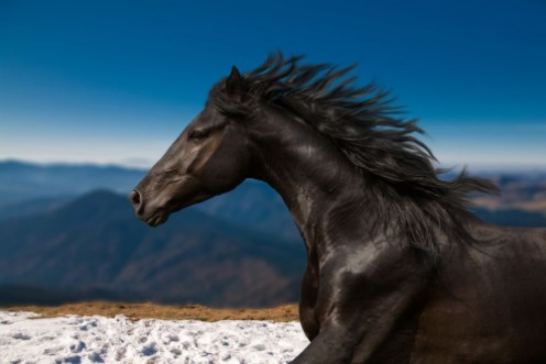 Image de Black Horse portrait runs on the mountains and blue sky background