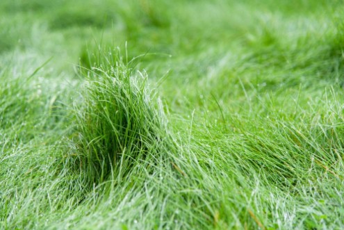 Bild på Green grass blurred background