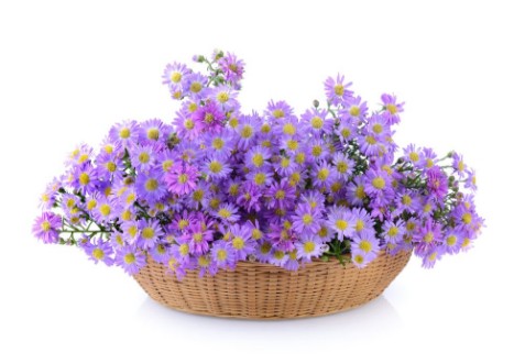 Afbeeldingen van Purple flowers in basket on white background