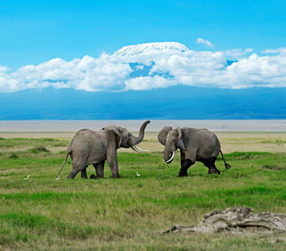 Afbeeldingen van Amboseli National Park
