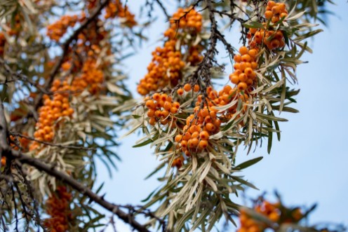 Picture of Berries of sea buckthorn on a branch against the blue sky