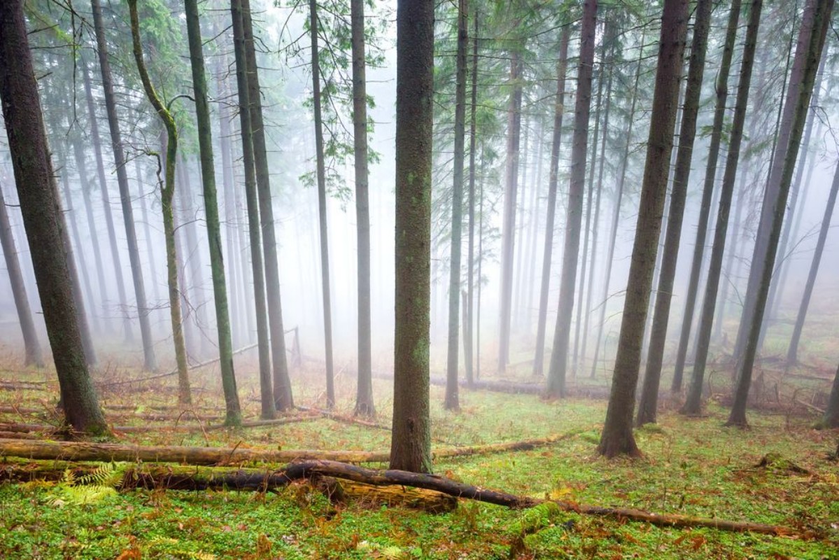 Bild på Mysterious fog in the green forest
