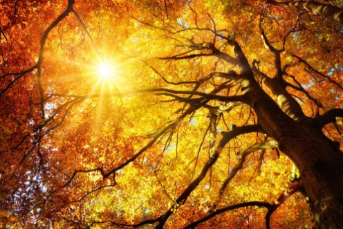 Bild på Majesttische Buche im Herbst der Baum wird von der Sonne warm durchleuchtet