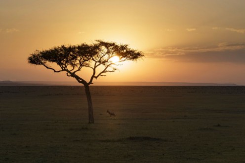 Afbeeldingen van Lone Topi and Acacia Sunrise