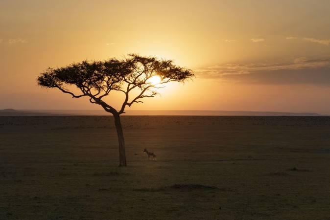 Picture of Lone Topi and Acacia Sunrise