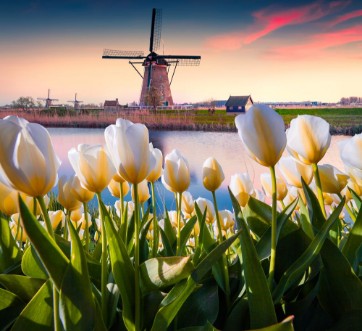 Afbeeldingen van The famous Dutch windmills