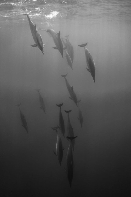 Picture of Diving Pod BW