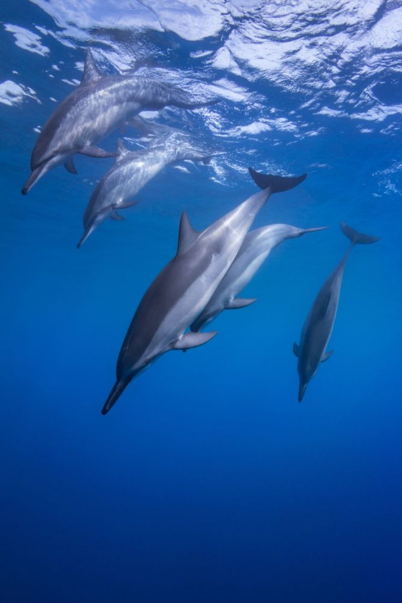 Afbeeldingen van Spinner Dolphins Diving