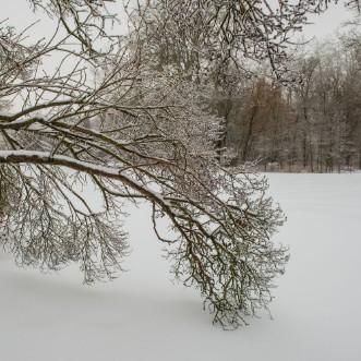 Afbeeldingen van Tree branch covered with ice