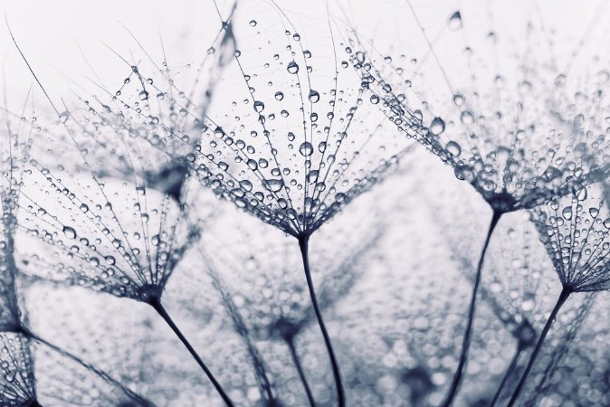 Afbeeldingen van Plant seeds with water drops