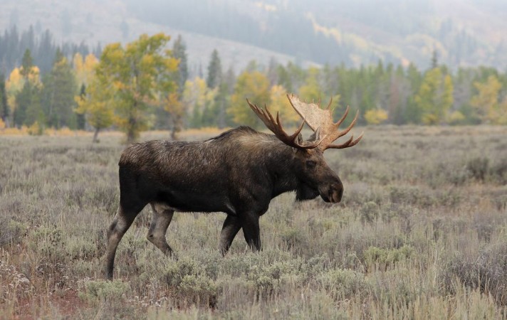 Picture of Bull Moose