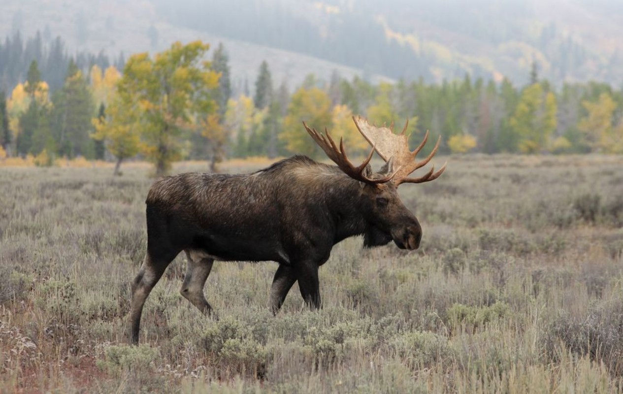 Afbeeldingen van Bull Moose