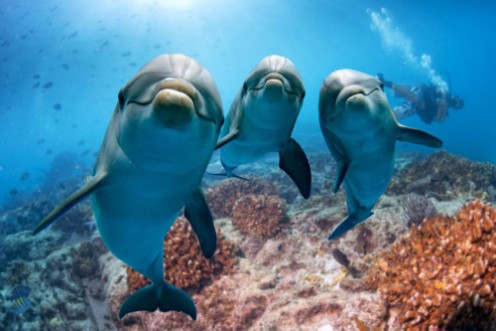 Afbeeldingen van Three dolphins close up portrait underwater while looking at you