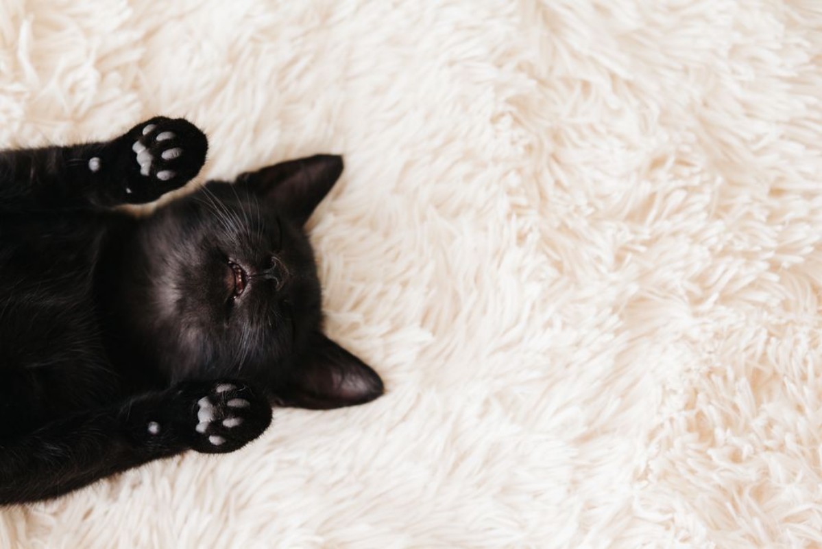 Afbeeldingen van Kitten sleeping on carpet