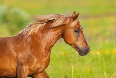 Picture of Beautiful red horse with long mane close up portrait in motion at summer day