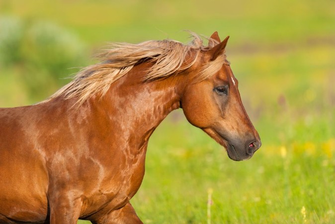 Picture of Beautiful red horse with long mane close up portrait in motion at summer day