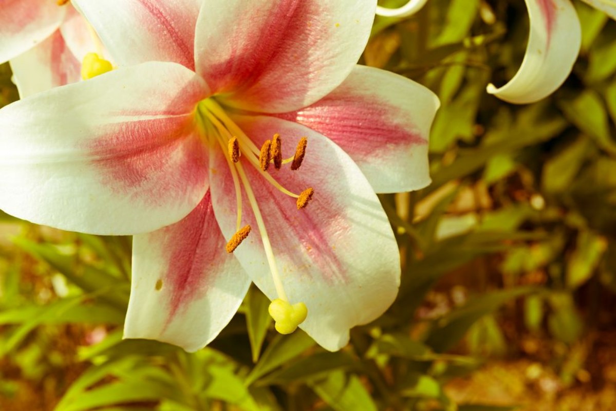 Bild på Flower a lily of white pink color on old photo